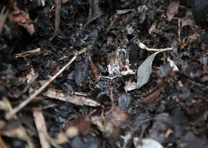 Close-up texture of compost ready for screening